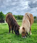 Lieve shetland Pony's te koop, Dieren en Toebehoren, Gechipt, Niet van toepassing, 0 tot 2 jaar, A pony (tot 1.17m)