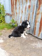 border collie pups te koop, België, Collie, Meerdere, Meerdere dieren