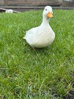 Witte kwaker man 2j, Dieren en Toebehoren, Pluimvee, Mannelijk, Eend