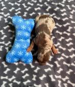 Dwergpinscher reutje, Dieren en Toebehoren, Honden | Bulldogs, Pinschers en Molossers, België, CDV (hondenziekte), 8 tot 15 weken