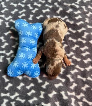 Dwergpinscher reutje beschikbaar voor biedingen