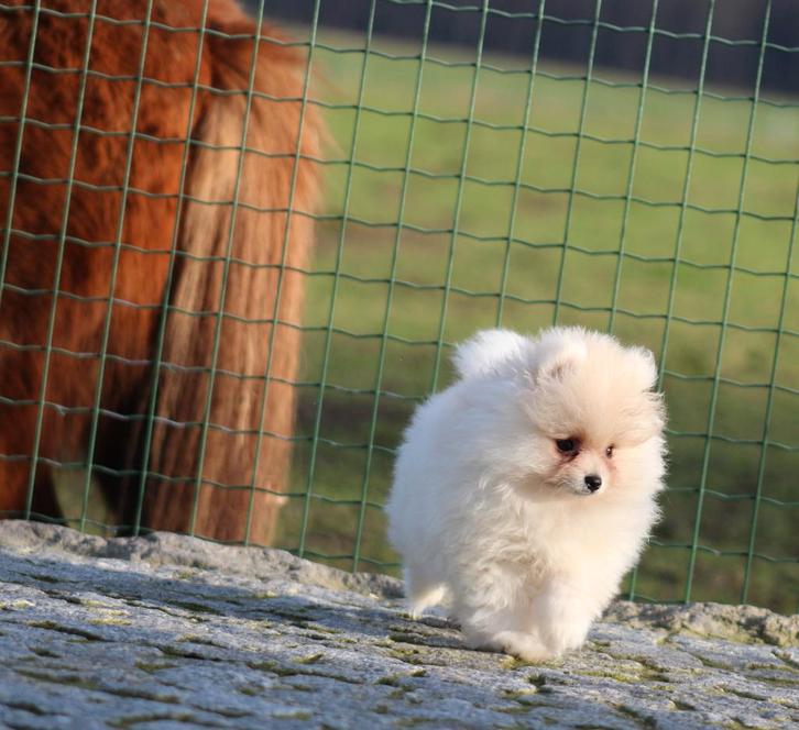 Pomeriaan pup, Dieren en Toebehoren, Honden | Poolhonden, Keeshonden en Oertypen, Reu, Keeshond, Fokker | Professioneel, Eén hond
