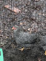 koekoekskleurige legkippen, Dieren en Toebehoren, Pluimvee