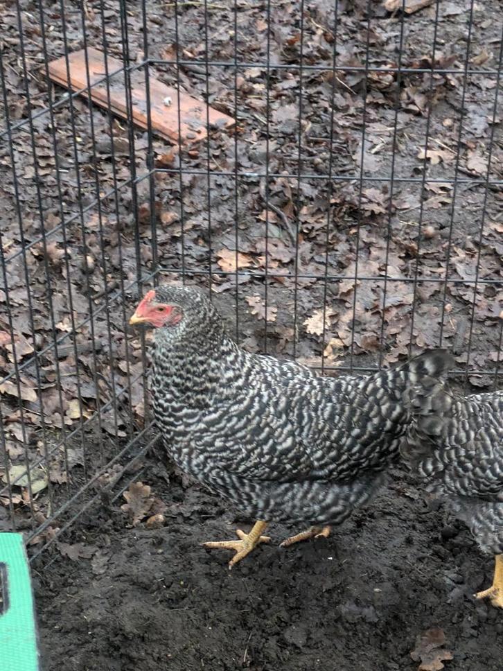 koekoekskleurige legkippen, Dieren en Toebehoren, Pluimvee