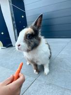 Voedster, Dieren en Toebehoren
