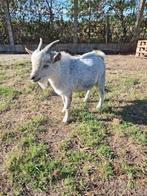 Dwerggeitje, Dieren en Toebehoren, Mannelijk, Geit, 0 tot 2 jaar