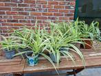 Luchtzuiverende planten., Ophalen