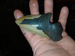 Megalodon haaietand, Ophalen of Verzenden, Gebruikt