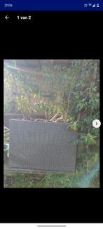 Drie plantenbakken, heel mooie staat. Met of zonder planten, Ophalen