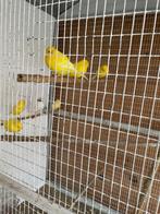 Kleurkanaries, Dieren en Toebehoren, Meerdere dieren, Kleurkanarie