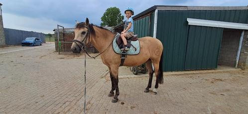 Pre valk ruin, Dieren en Toebehoren, Paarden, Ruin, 160 tot 165 cm, 11 jaar of ouder, Recreatiepaard, Gechipt, Ontwormd, Ingeënt