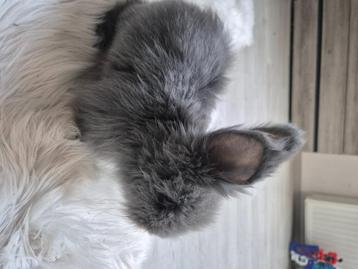 Lapin angora anglais, Animaux & Accessoires, Lapins, Mâle, Grand, 0 à 2 ans