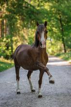 A pony merrie te koop, Niet van toepassing, A pony (tot 1.17m), 11 jaar of ouder, Tuigpony
