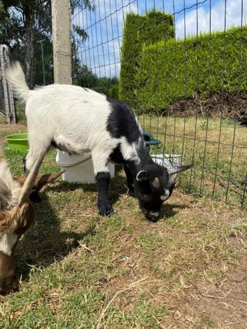 Dwerggeitje, Mâle, Chèvre, 0 à 2 ans