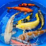 ben op zoek naar chagoi koi, Dieren en Toebehoren, Vissen | Vijvervissen, Karper of Koi