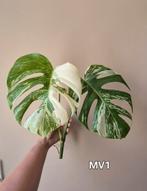 Monstera variegata (boutures)