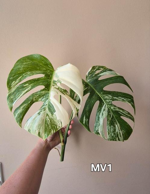 Monstera variegata (boutures), Huis en Inrichting, Kamerplanten