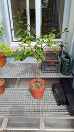 Citrus Strada Montana - Onderstam Poncirus Trifoliata, Tuin en Terras, Ophalen, In pot, Citroenboom