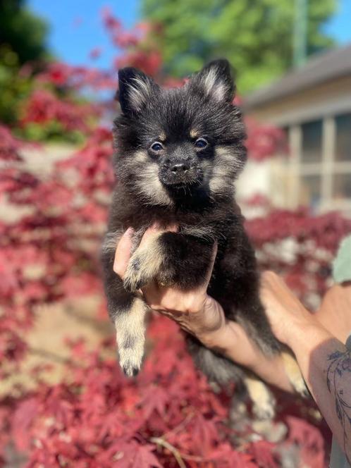 Nog 1 prachtige jongen zoekt asap een nieuw huisje, Dieren en Toebehoren, Honden | Chihuahua's en Gezelschapshonden, Reu, Overige rassen
