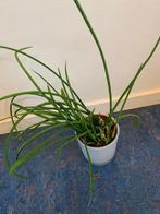 Sansiviera kamerplant, Tuin en Terras, Ophalen of Verzenden, Minder dan 100 cm, Overige soorten, Bloeit niet