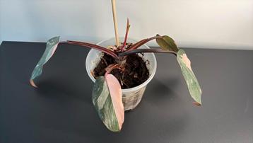 Pink princess (M) beschikbaar voor biedingen