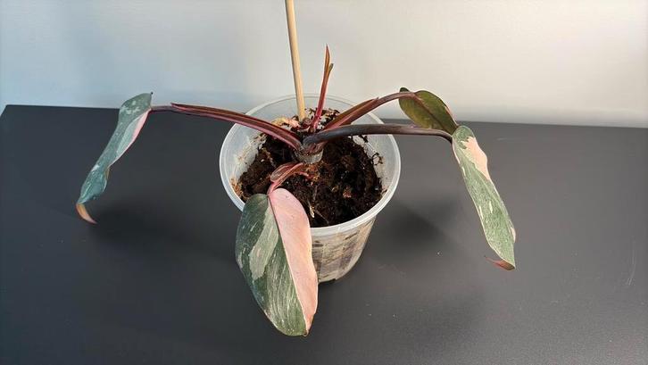 Pink princess (M), Huis en Inrichting, Kamerplanten, Overige soorten, Minder dan 100 cm, Groene kamerplant, Volle zon, In pot