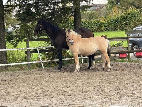 Jument fjord, Animaux & Accessoires, Poneys, Jument, Ne s'applique pas, Poney D (1.37 m à 1.48m), Poney de récréation, 0 à 2 ans