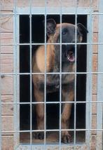 Mechelse herder teef, Dieren en Toebehoren, België, Fokker | Hobbymatig, 15 weken tot 1 jaar, Teef