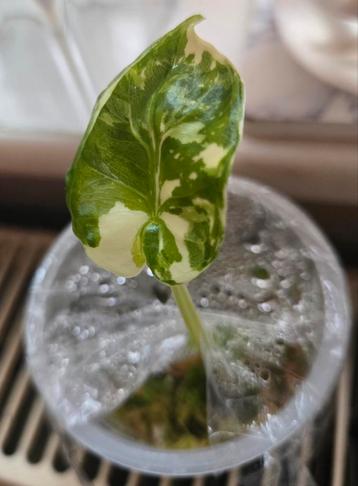 Alocasia Odora Albo variegata  beschikbaar voor biedingen