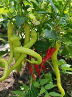 5 zaden zoete paprika of niet-hete chili peper Milder Spiral, Tuin en Terras, Verzenden, Voorjaar, Volle zon, Zaad