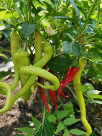 5 zaden zoete paprika of niet-hete chili peper Milder Spiral beschikbaar voor biedingen