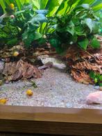 Anubias op drakensteen