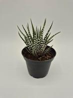 Haworthia, Huis en Inrichting, Ophalen of Verzenden