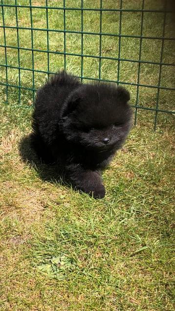 Mini Pomeriaan Reutje, Dieren en Toebehoren, Honden | Poolhonden, Keeshonden en Oertypen, België, Particulier, Keeshond, Reu
