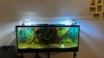 Gratis aquarium. Zonder filter. Incl vissen  en verwarming, Ophalen, Zo goed als nieuw, Verlichting