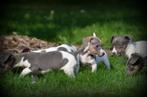 Jack Russell pups blauw lilac, België, Jack Russell Terriër, CDV (hondenziekte), 8 tot 15 weken