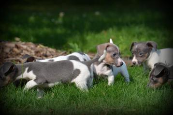 Jack Russell pups blauw lilac beschikbaar voor biedingen