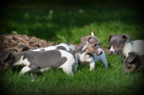 Jack Russell pups blauw lilac, Dieren en Toebehoren, Honden | Jack Russells en Terriërs, Meerdere dieren, Jack Russell Terriër
