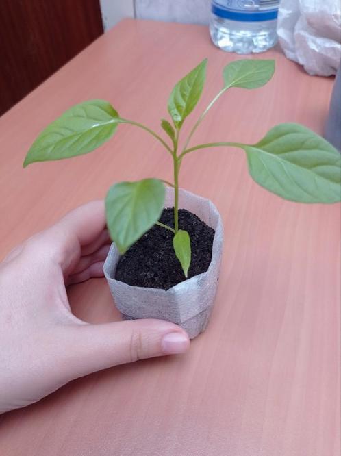 Carliston | Peper Planten, Tuin en Terras, Planten | Tuinplanten, Ophalen