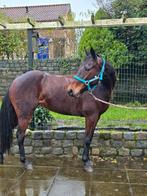 Merrie 6 jaar betuigd en bereden, Dieren en Toebehoren, Paarden, Merrie, Minder dan 160 cm, 3 tot 6 jaar