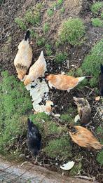 11 Gemengde krielen, Dieren en Toebehoren, Pluimvee, Geslacht onbekend, Kip
