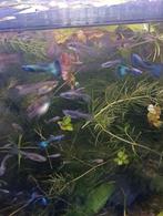 Moscow Blue show guppy delta tail