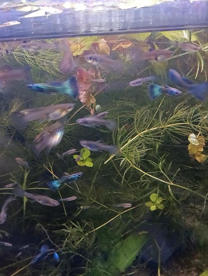 Moscow Blue show guppy delta tail, Dieren en Toebehoren, Vissen | Aquariumvissen