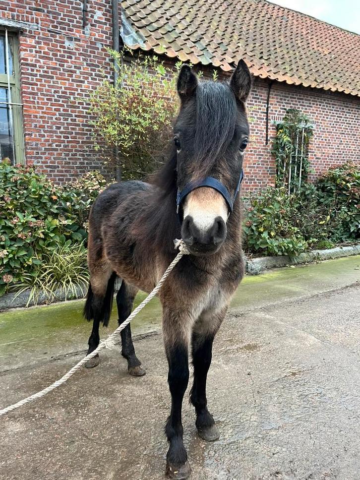 C pony, Dieren en Toebehoren, Pony's, Hengst, Niet van toepassing, C pony (1.27m tot 1.37m), 0 tot 2 jaar