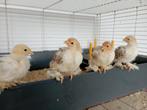 Gratis kuikens cochinkriel (porselein), Dieren en Toebehoren
