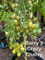 3) grand choix de graines de tomates inhabituelles., Envoi, Printemps, Plein soleil, Graine