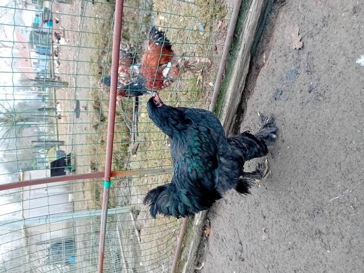 Nog enkele hanen beschikbaar, Dieren en Toebehoren, Pluimvee