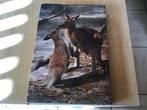 Australië; Prachtig boek, prachtige en uitzonderlijke natuur, Diverse auteurs, Zo goed als nieuw, Reisgids of -boek, Australië en Nieuw-Zeeland