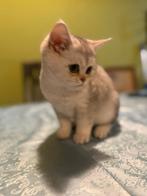 Kittens British korthaar silver black shaded., Dieren en Toebehoren, Katten en Kittens | Raskatten | Korthaar, Kater, Gechipt