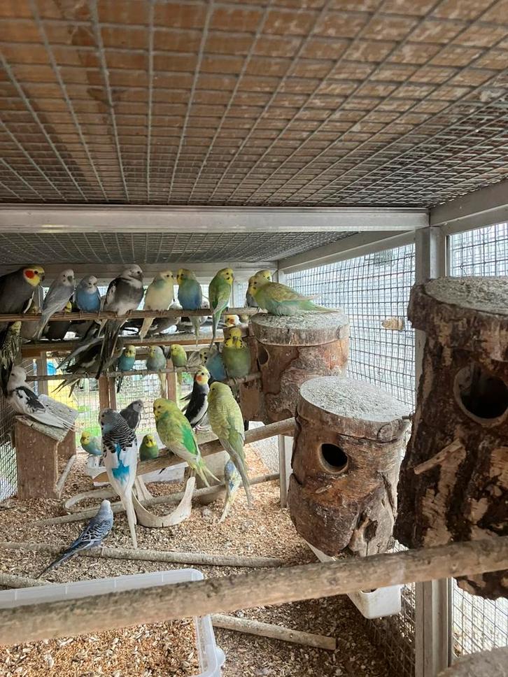 KWEEKRIJPE KOPPELS GRASPARKIETEN VANAF 15 EURO/KOPPEL, Animaux & Accessoires, Oiseaux | Perruches & Perroquets, Perruche, Plusieurs animaux